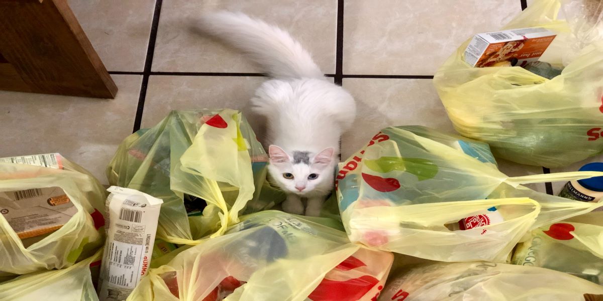White cat on the floor in the middle of a pile of plastic carrier bags full of shopping.